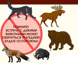 Рекомендации при встрече с дикими животными Рекомендации при встрече с дикими животными.
